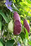 Aristolochia gigantea