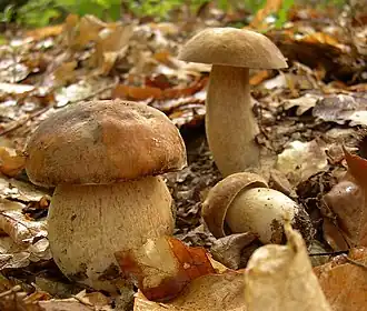 Sommer-Steinpilz Boletus aestivalis