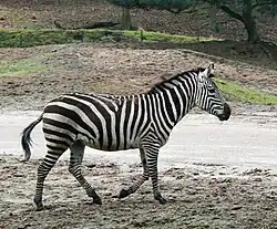 Steppenzebra