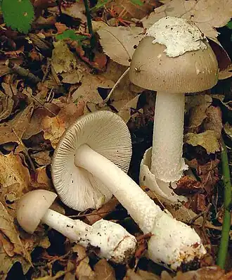 Grauer Scheidenstreifling (Amanita vaginata)