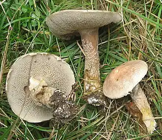 Grauer Lärchen-Röhrling Suillus viscidus