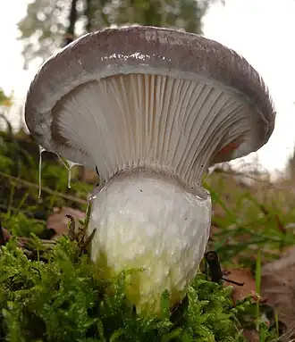 Großer Schmierling (Gomphidius glutinosus)