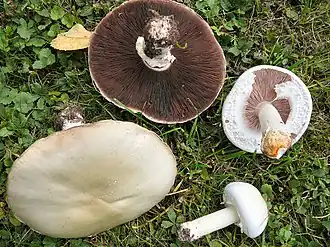 Weißer Anis-Champignon Agaricus arvensis