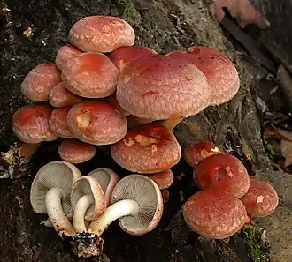 Ziegelroter Schwefelkopf (Hypholoma lateritium)