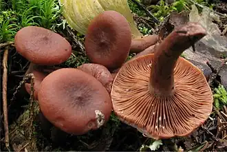 Kampfer-Milchling (Lactarius camphoratus)