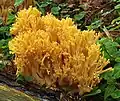 Orangegelbe Gebirgs-Koralle Ramaria largentii