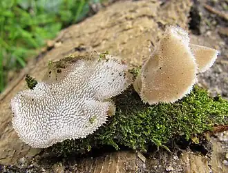 Zitterzahn (Pseudohydnum gelatinosum)