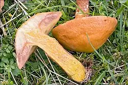 Längs halbierter Fruchtkörper des Gold-Röhrlings