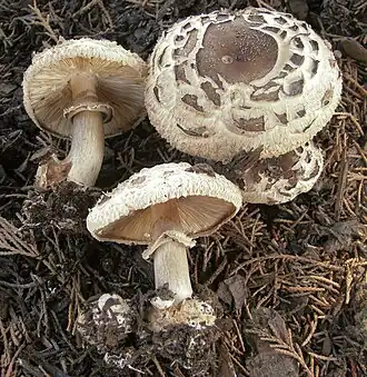 Garten-Safranschirmling Chlorophyllum brunneum
