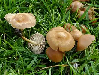 Nelken-Schwindling (Marasmius oreades)