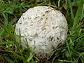 Boones Riesenbovist Calvatia booniana