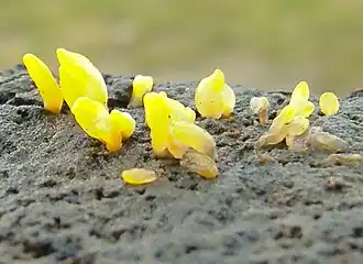 Zungenförmiger Hörnling Calocera glossoides