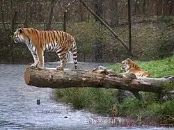 Tigeranlage