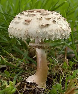 Gemeiner Safran­schirmling Chlorophyllum rhacodes