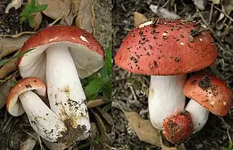 Harter Zinnober-Täubling (Russula rosea)