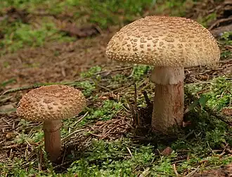 Perlpilz (Amanita rubescens)