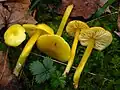 Stumpfer Saftling Hygrocybe chlorophana