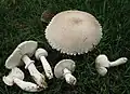 Wurzelnder Egerlingsschirmling Leucoagaricus barssii