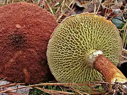 Hohlfuß-Röhrling Suillus cavipes