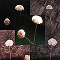 Laubstreu-Käsepilzchen Marasmius bulliardii