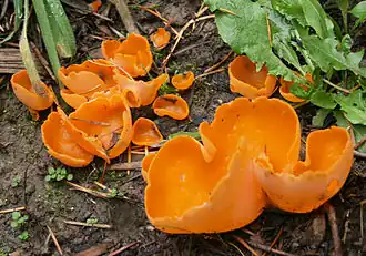 Gemeiner Orangebecherling (Aleuria aurantia)