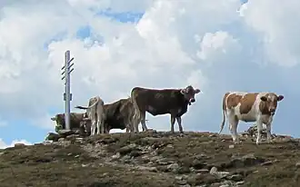 Kühe am Gipfelkreuz des Watles