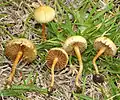Raustieliger Ackerling Agrocybe pediades