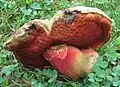 Rubroboletus rhodosanguineus