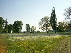 Grünland im Bereich Biedensand im NSG (2012)