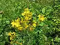 Hypericum perforatum