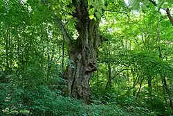 2012 – Gewinner „Linde in Felsőmocsolád“, Ungarn