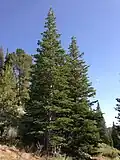 Felsengebirgs-Tanne (Abies lasiocarpa)