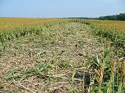 Von Wildschweinen verursachter Wildschaden in einem Feld mit Zuckerhirse