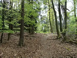 Gipfelbereich mit Trampelpfad