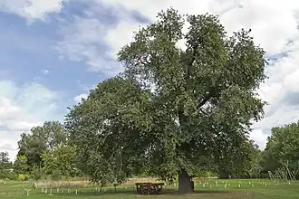 Wildbirne Vén Vackorfa im Botanischen Garten