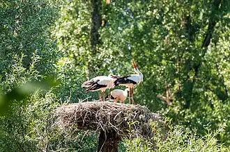 Weißstörche im Nest