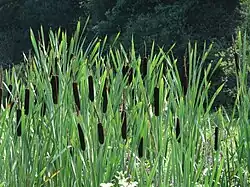 Breitblättriger Rohrkolben (ähnlich sind Schmalblättriger Rohrkolben, Laxmanns Rohrkolben, Typha domingensis, Typha orientalis u.&nbsp;a.) (Wurzel, junge Sprossen, Blütenstände, untere Stängel und Pollen sowie Samen)