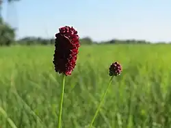 2021 Großer Wiesenknopf