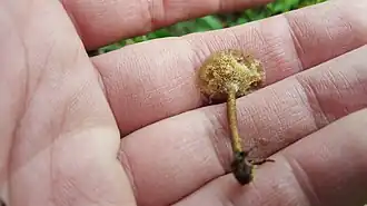 2019 Steppengras-Stielporling