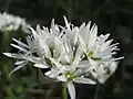 Allium ursinum
