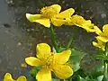 Caltha palustris