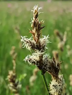 Die Zweizeilige Segge