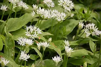 Blühender Bärlauch