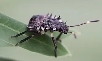 Nymphe – Seitenansicht