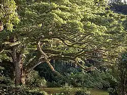 4. Platz: Regenbaum (Samanea saman syn. Albizia saman) auf Martinique, Frankreich