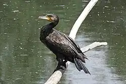 2010 Kormoran