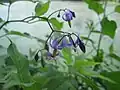 Solanum dulcamara