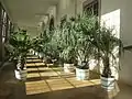 Pflanzen innerhalb der Orangerie