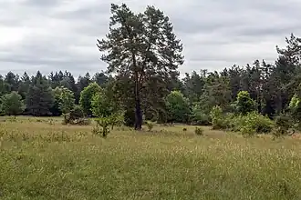 Magerwiese im Naturschutzgebiet