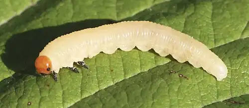 Larve, vollständig weiß